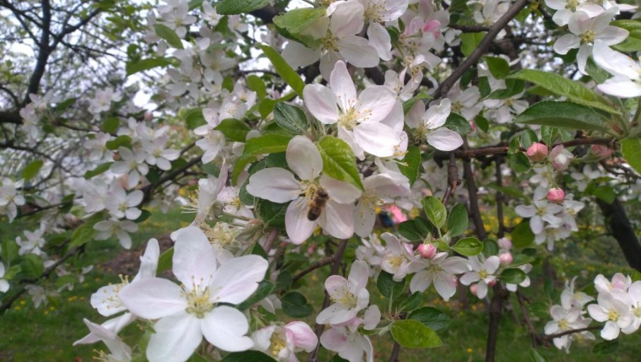 Vremenske prilike ovog proleća idu naruku proizvođačima