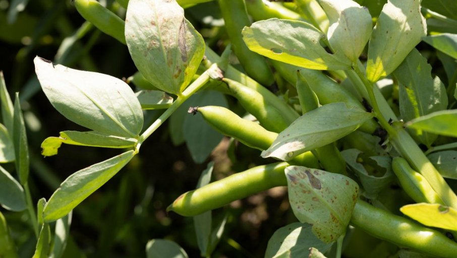Posejte je na vreme i izbegnite greške koje smanjuju rod