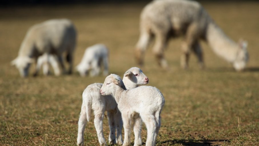 Srbija izvezla 8.000 jagnjadi u ovu zemlju