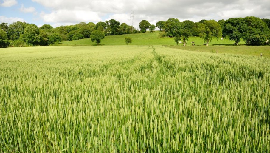 Pšenica u solidnom stanju: Evo šta je najveći izazov