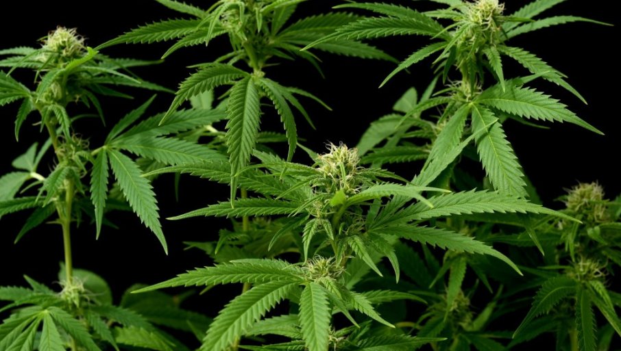 Evo koje ekološko đubrivo treba da koristite