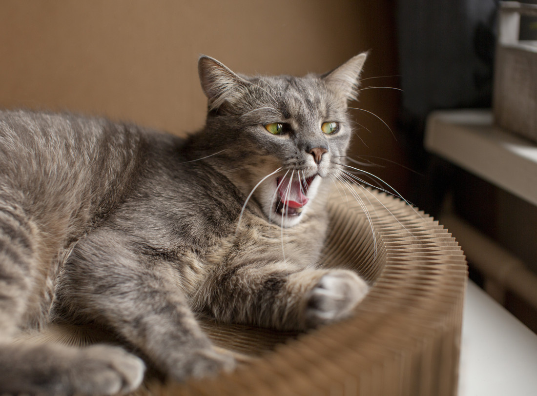 Znaci da je mačka usamljena i kako joj pomoći