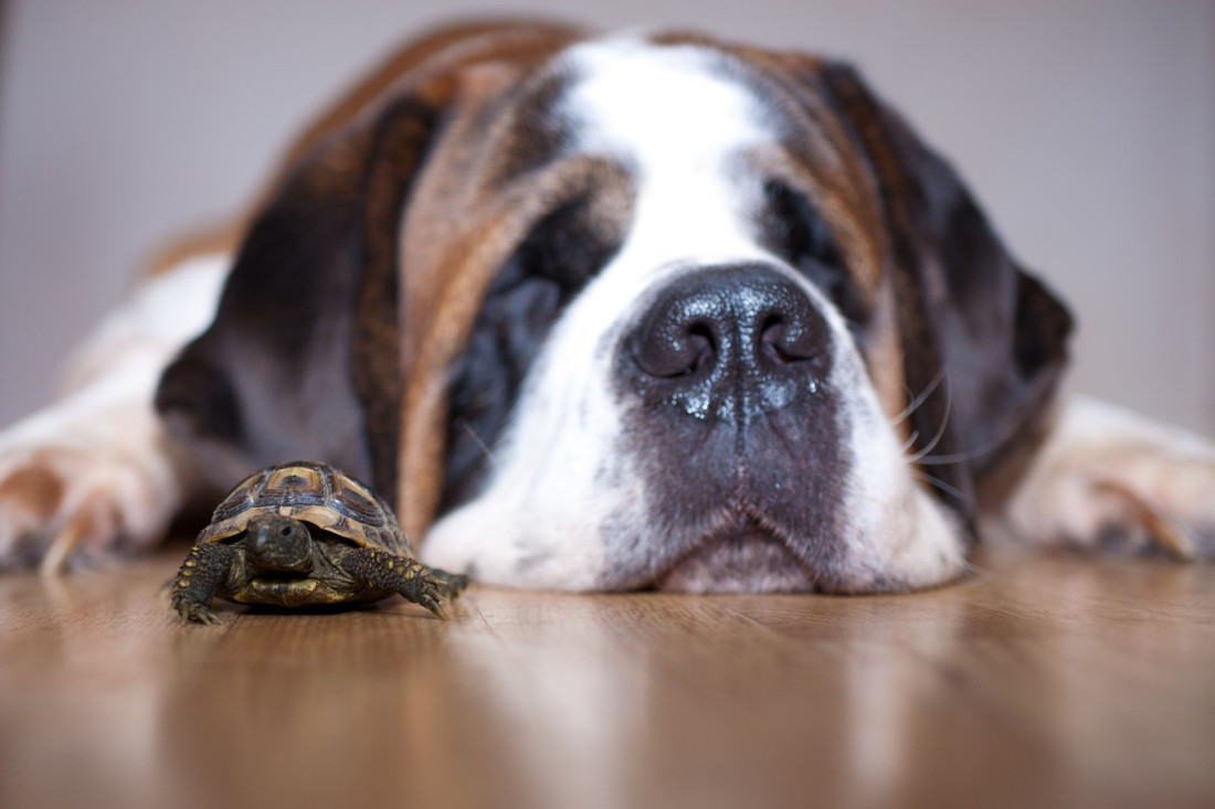 Kako se računaju pseće godine?