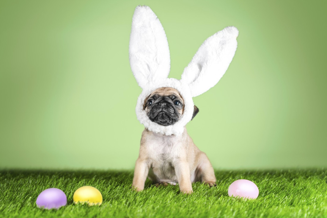 Ljubimci su u opasnosti od uskršnje dekoracije