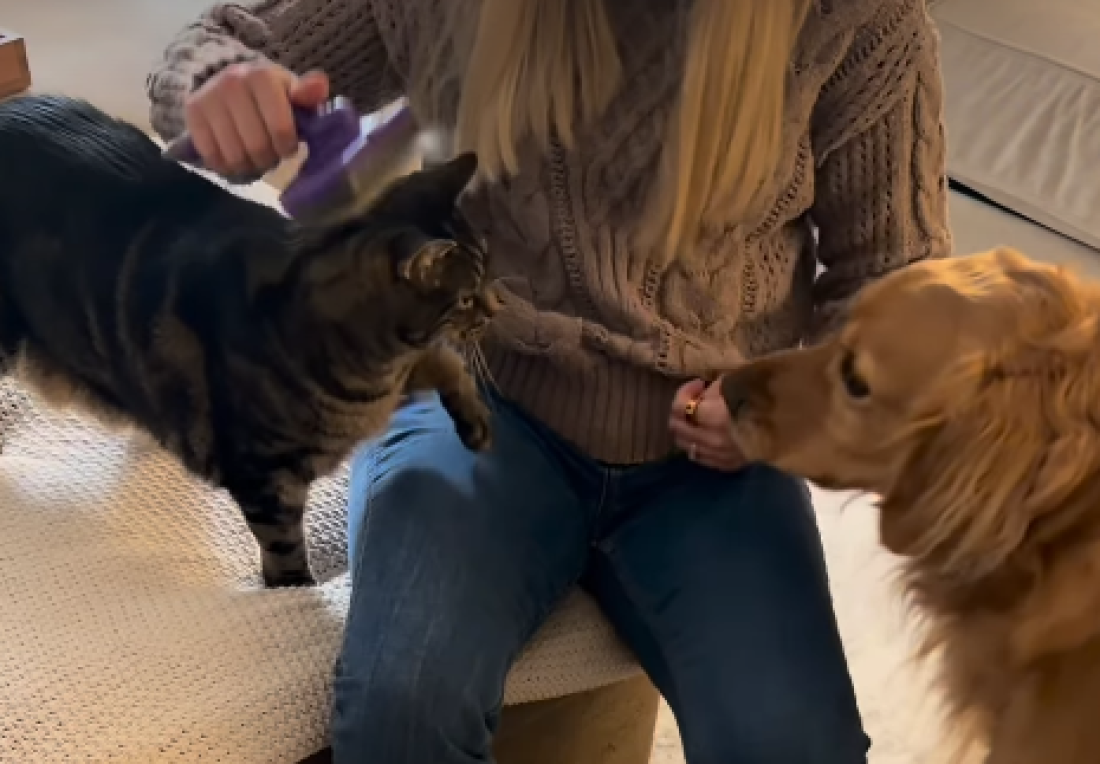 Ljubomorni mačak Milo nasmejao je milione