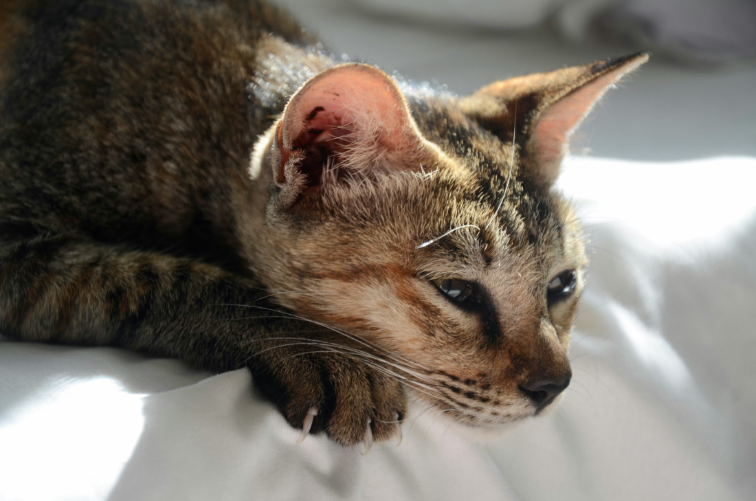 Šta ako vas mačka izbegava posle kupanja ili veterinara?