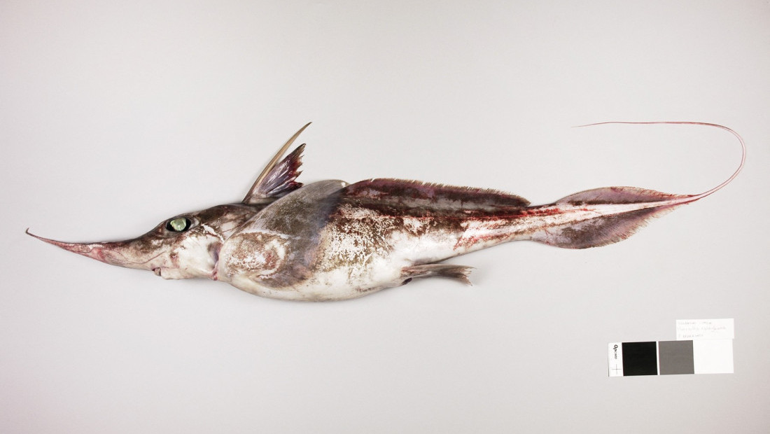 Ocean Census otkrio 1.121 novu morsku vrstu