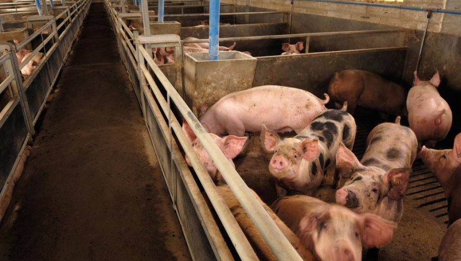 ALARM ZBOG AFRIČKE KUGE: Virus stigao na velike farme u Srbiji, uvedene hitne mere!