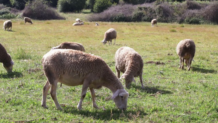 Nestaju sela, gazdinstva i stočni fond