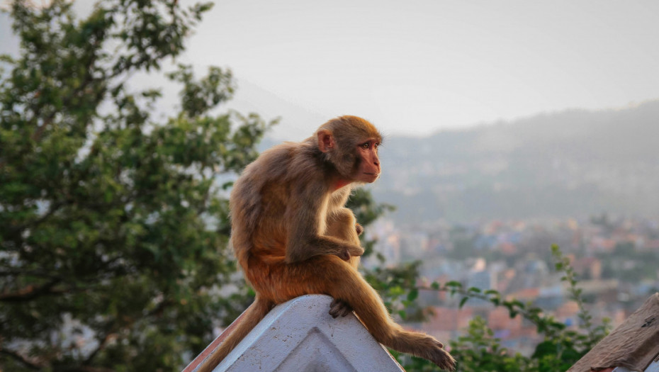 Životinje i danas evoluiraju pred našim očima