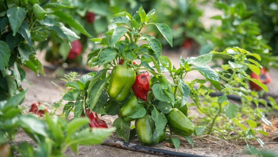 Jedna paprika može da rodi i 40 plodova