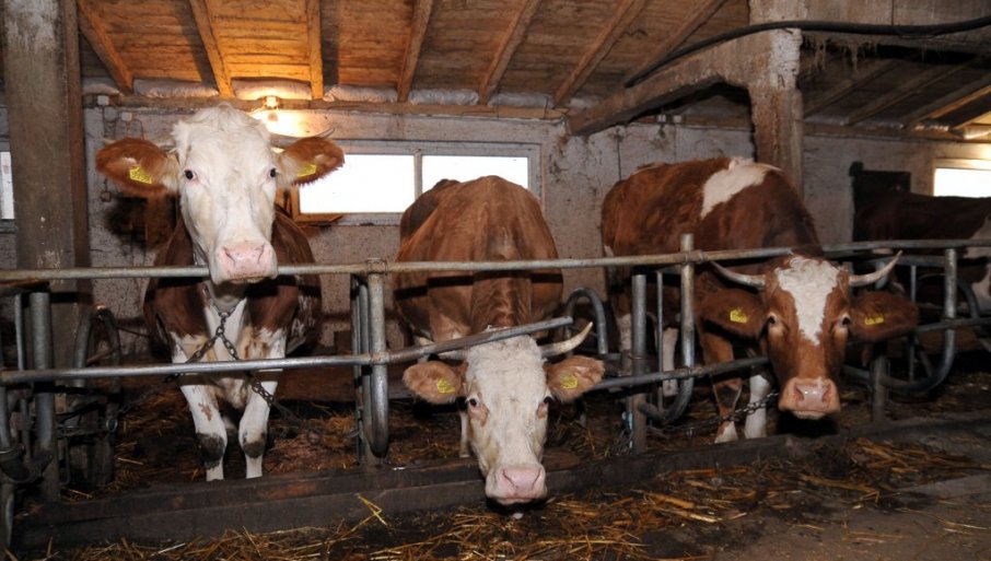 ZARAZA PRETI I LjUDIMA: Opasna bolest potvrđena kod goveda u Srbiji – Ugroženi i ljudi!