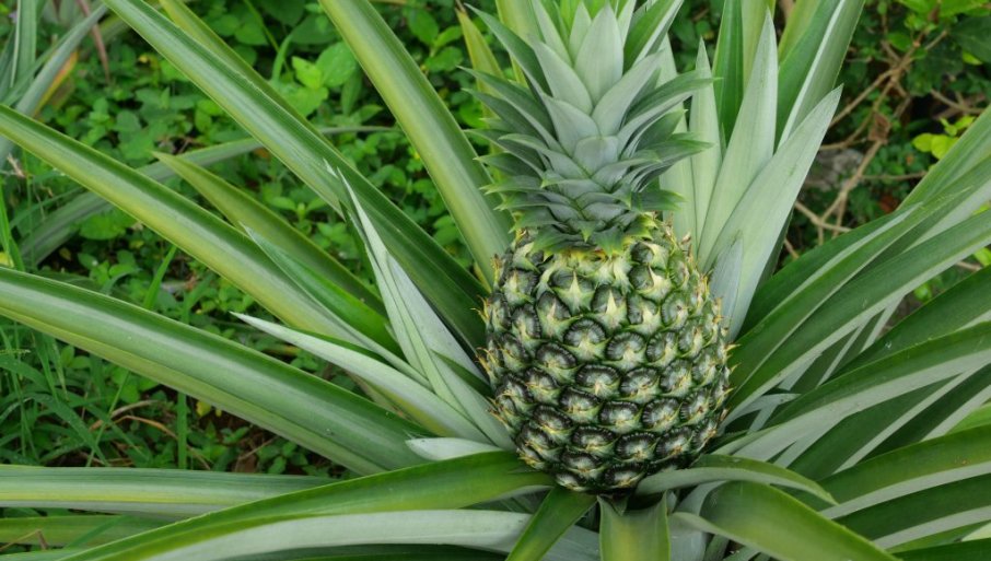Evo koji je najsigurniji i najlakši način da ga uzgajate